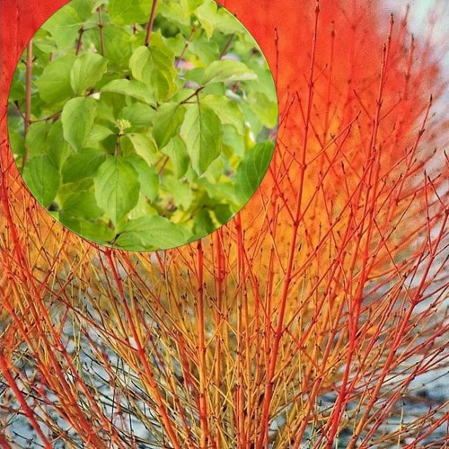 Cornus sanguinea 'Midwinter Fire' - Verev kontpuu 'Midwinter Fire' P9/0,55L